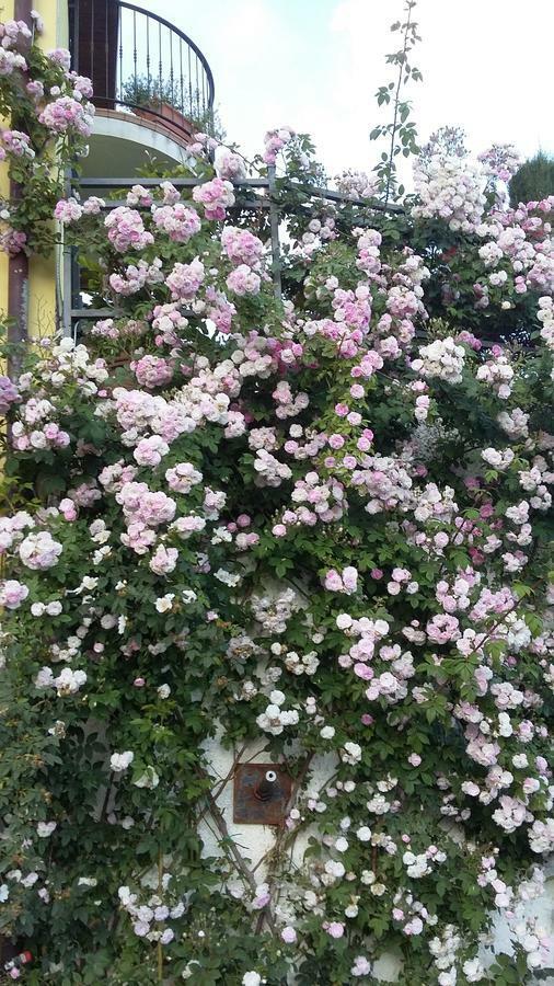Villa Anna Torria Dış mekan fotoğraf