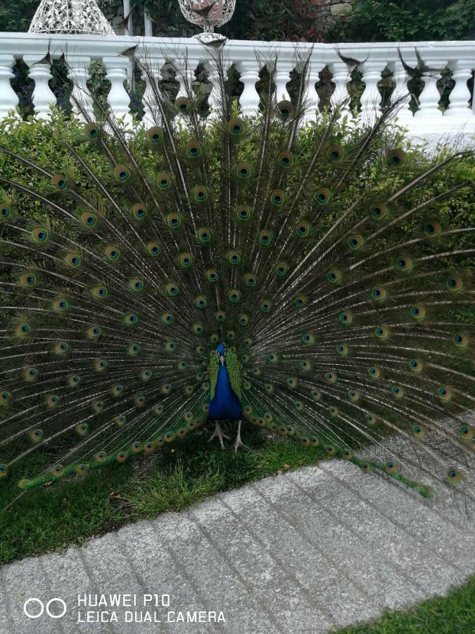 Villa Anna Torria Dış mekan fotoğraf
