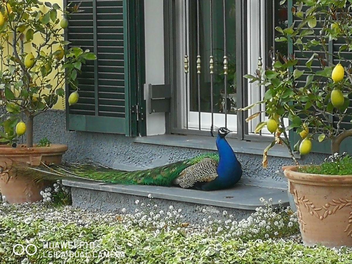 Villa Anna Torria Dış mekan fotoğraf